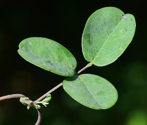 Galactia_regularis_leaf1.jpg