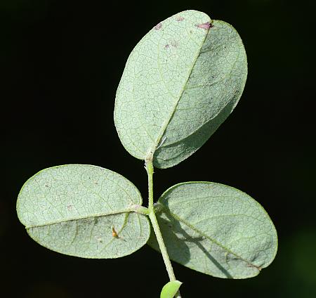 Galactia_regularis_leaf2.jpg