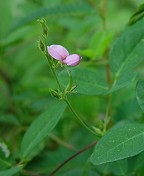 Galactia regularis thumbnail