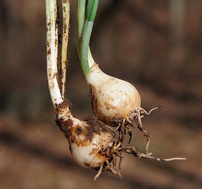 Galanthus_nivalis_bulbs.jpg