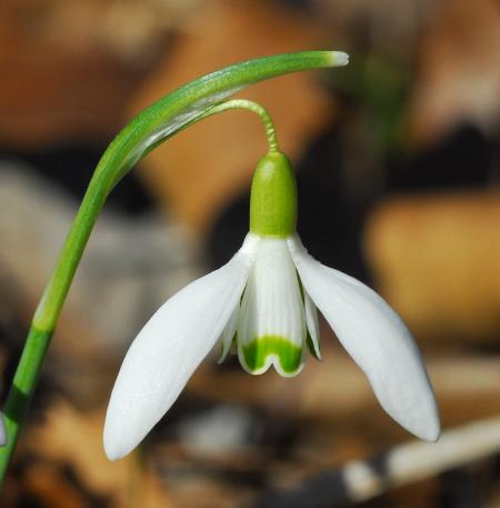 Galanthus_nivalis_flower.jpg