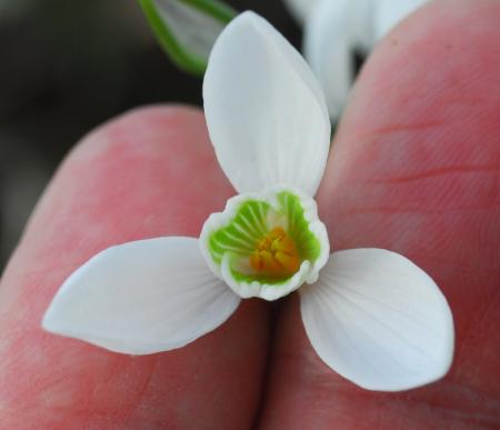 Galanthus_nivalis_flower2.jpg