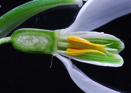 Galanthus_nivalis_flower3.jpg