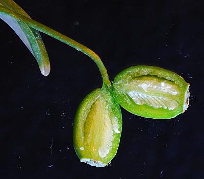 Galanthus_nivalis_fruits2.jpg