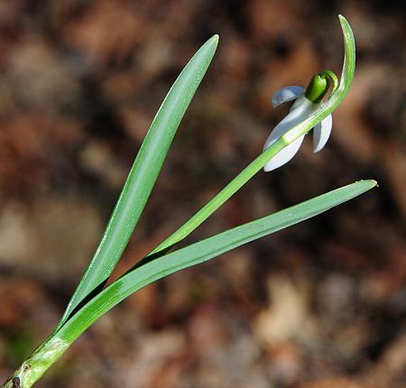 Galanthus_nivalis_leaves.jpg