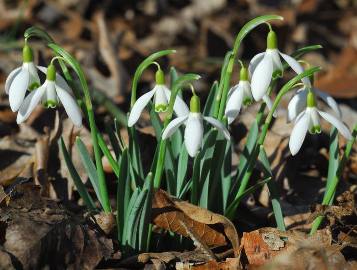 Galanthus_nivalis_plant.jpg