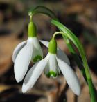 Galanthus nivalis thumbnail