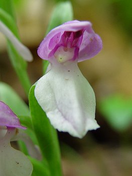 Galearis_spectabilis_flower.jpg