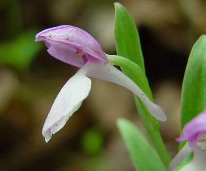 Galearis_spectabilis_flower1.jpg