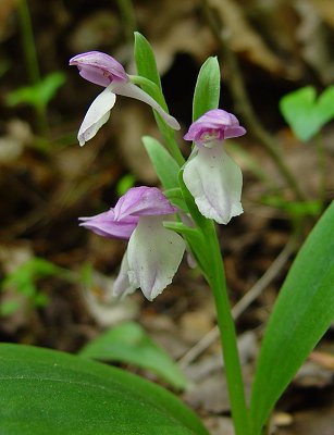 Galearis_spectabilis_inflorescence.jpg