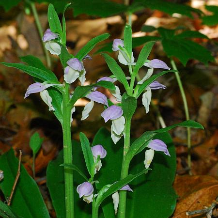 Galearis_spectabilis_inflorescence2.jpg