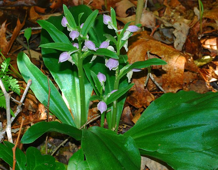 Galearis_spectabilis_plant.jpg