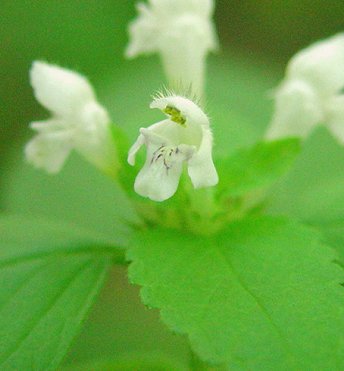 Galeopsis_tetrahit_flower.jpg