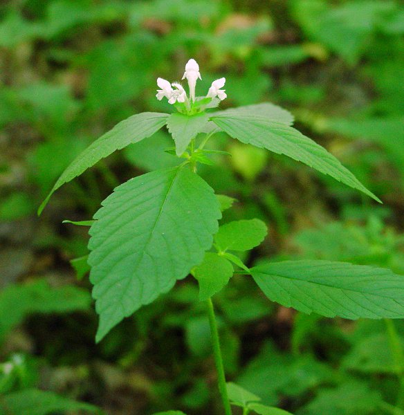 Galeopsis_tetrahit_plant.jpg