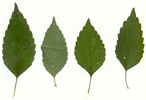 Galeopsis_tetrahit_pressed_leaves.jpg