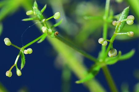 Galium_anglicum_fruits.jpg