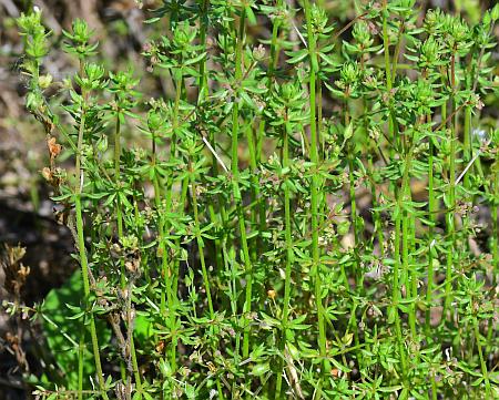 Galium_anglicum_habit.jpg