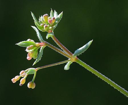 Galium_anglicum_inflorescence.jpg