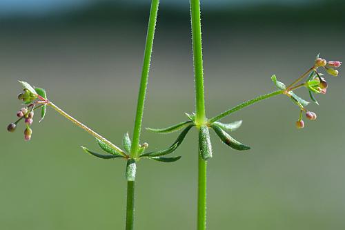 Galium_anglicum_inflorescences.jpg