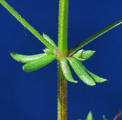 Galium_anglicum_leaf1.jpg