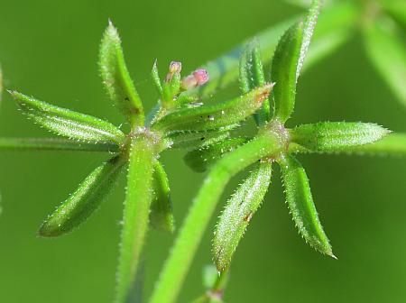 Galium_anglicum_leaves2.jpg