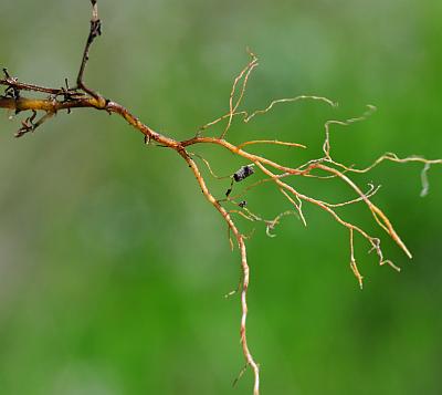 Galium_anglicum_roots.jpg