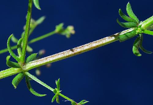 Galium_anglicum_stem.jpg