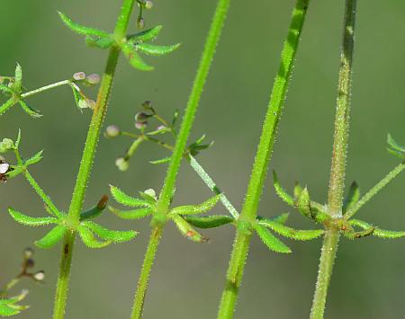 Galium_anglicum_stems.jpg