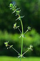 Galium anglicum thumbnail