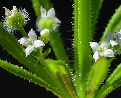 Galium_aparine_flowers.jpg