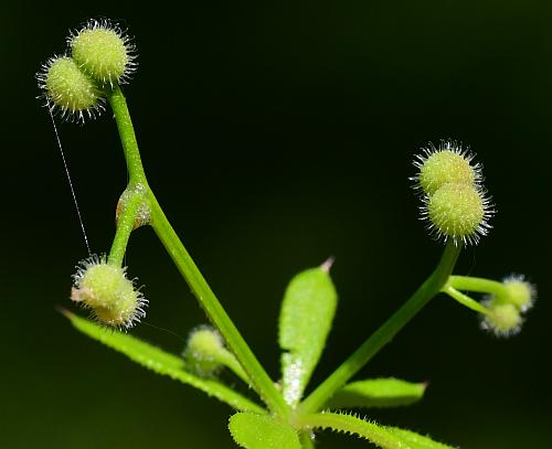 Galium_aparine_fruits.jpg