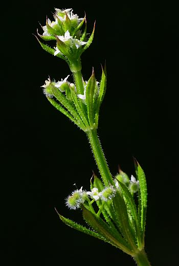 Galium_aparine_inflorescence.jpg