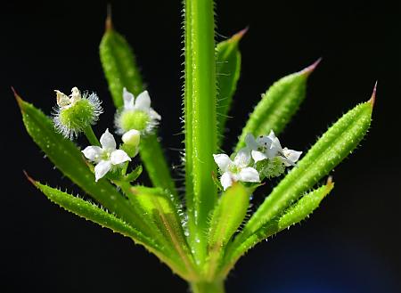 Galium_aparine_inflorescence2.jpg