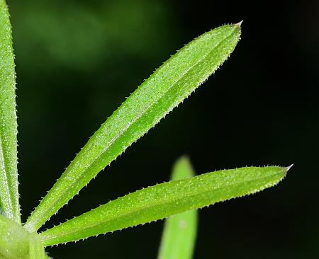 Galium_aparine_leaves1.jpg