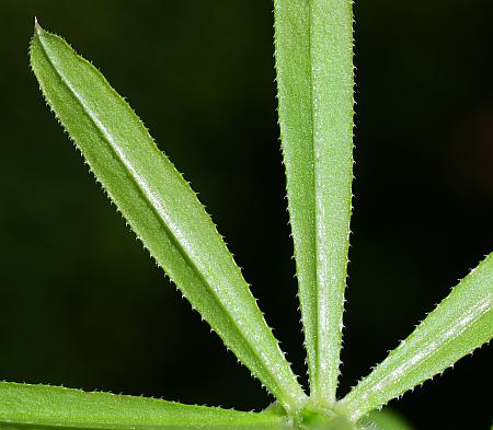 Galium_aparine_leaves2.jpg