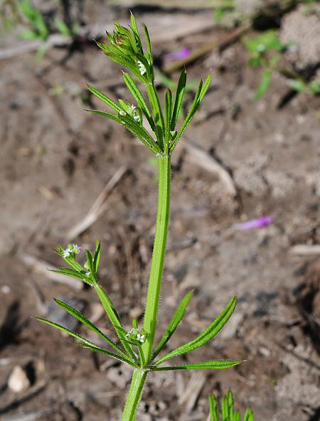 Galium_aparine_plant.jpg