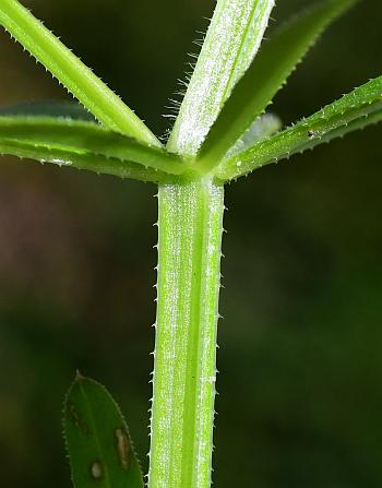 Galium_aparine_stem.jpg