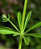 Galium aparine thumbnail