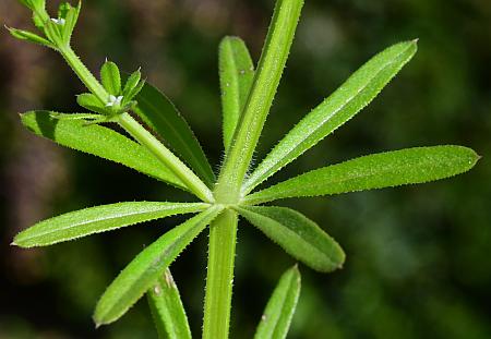 Galium_aparine_whorl.jpg