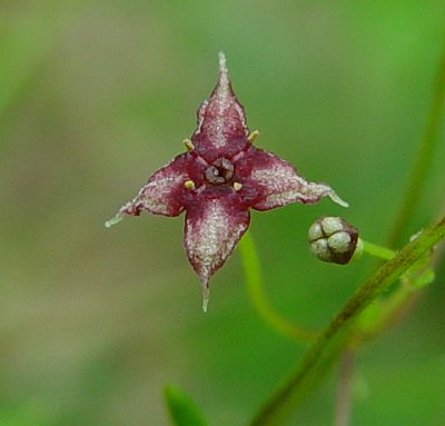 Galium_arkansanum_flower.jpg