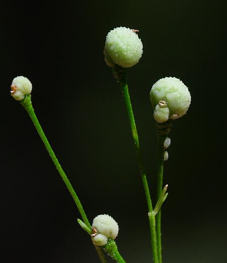 Galium_arkansanum_fruits.jpg