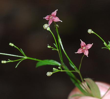 Galium_arkansanum_inflorescence.jpg