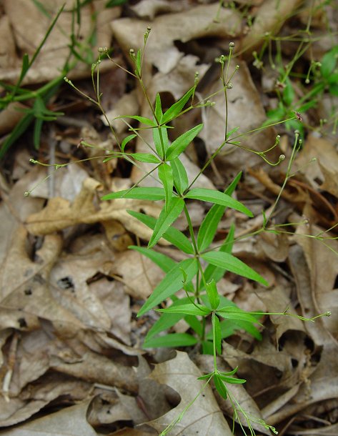 Galium_arkansanum_plant.jpg