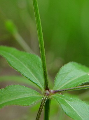 Galium_arkansanum_stem.jpg