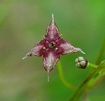 Galium arkansanum thumbnail