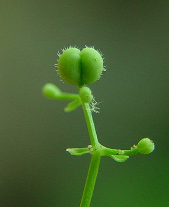 Galium_boreale_fruit.jpg