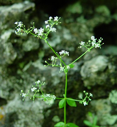 Galium_boreale_inflorescence.jpg