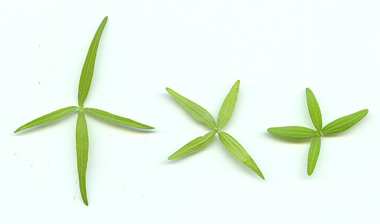 Galium_boreale_leaves.jpg