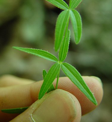 Galium_boreale_node.jpg