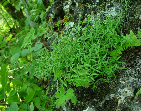 Galium_boreale_plant2.jpg